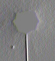 sfera grigia evidence reflex